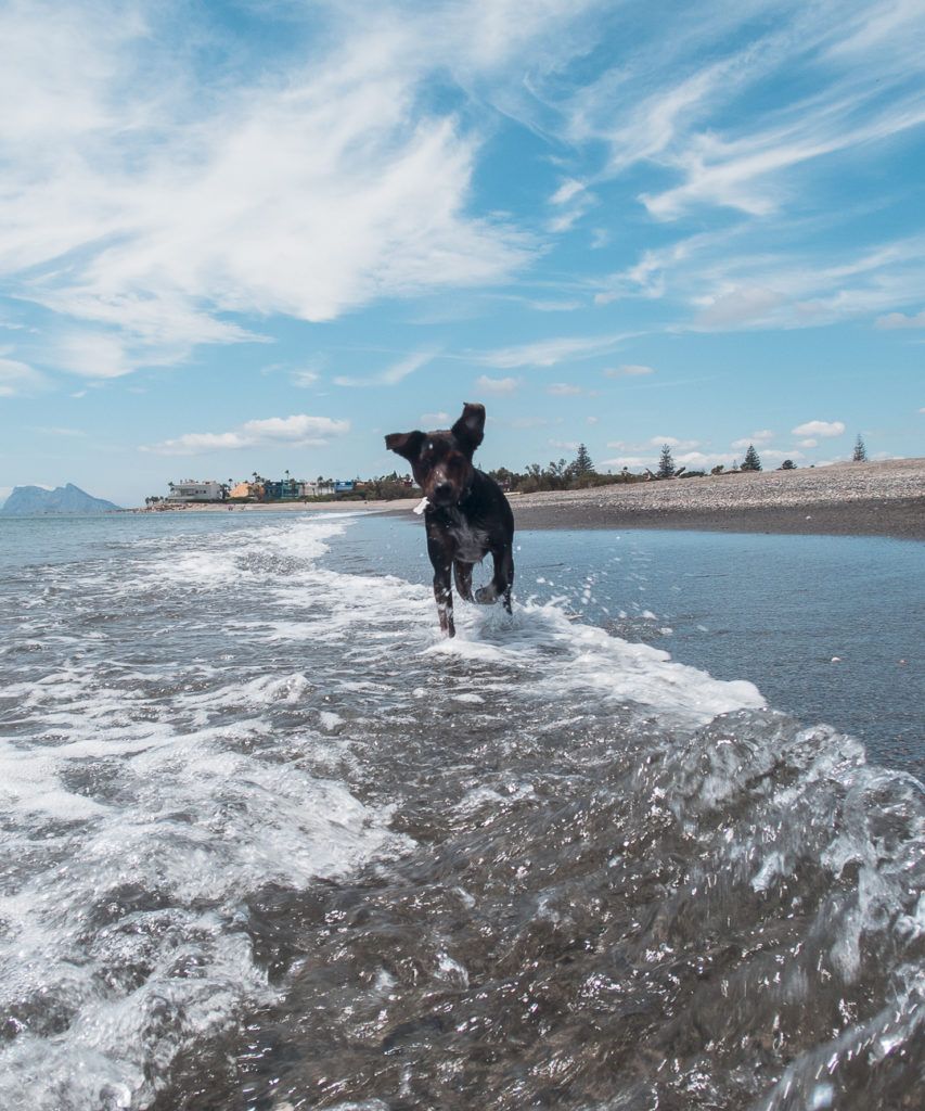 Sir lobo en el agua